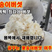 꽃송이버섯