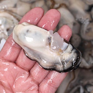 통영 굴 깐굴 제철 산지직송 최상급 생굴 1kg