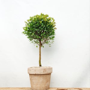 미리내가든 긴목대형 피어리스 반려식물 개업이사승진축하화분