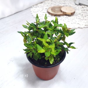 좀 마삭줄 깨 좀마삭 무늬 실내 공기정화 인테리어 월동가능 미세먼지제거 식물 키우기 쉬운