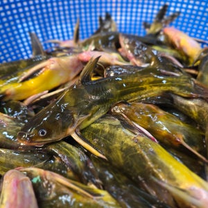 국내산 토종 민물고기 동자개 500g , 빠가사리 100%자연산 민물매운탕 어탕 어죽