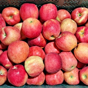 경북 부사 세척사과 2kg 3kg 4kg 5kg 9kg 10kg 쥬스용 못난이 가정용