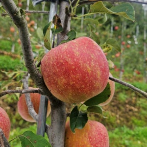 청송 사과 감홍 햇사과 가정용 흠집 못난이 사과 3kg 5kg 청다한