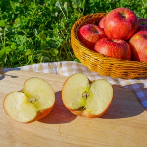 청송사과 부사 햇사과 껍질째먹는 사과 가정용 3kg 5kg 청다한