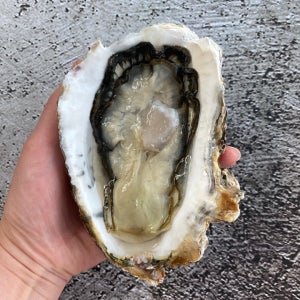 산지직송 제철 통영굴 삼배체 석화 생굴 하프셀 손질 바위굴 벚굴