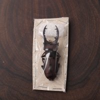 Lucanus swinhoei 스윈호에이사슴벌레 걍사슴벌레 참사슴벌레 건조표본 곤충표본