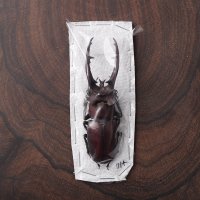 Lucanus formosanus 포모사누스사슴벌레 걍사슴벌레 참사슴벌레 건조표본 곤충표본