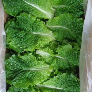야채왕 로메인 레터스 상추 쌈채소 2kg박스(1.8k~2kg)