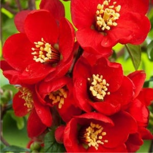 명자나무 2년생 흑광 묘목 꽃나무 묘목 뿌리묘