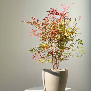식물쌀롱 남천나무 중대품 사계절아름다운화분 플랜테리어