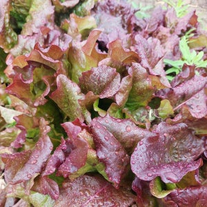 노지 시골조선상추 판매합니다