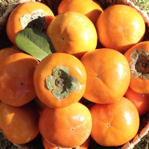 단감 진영 고당도 부유 5kg 10kg 태추 차량 창원