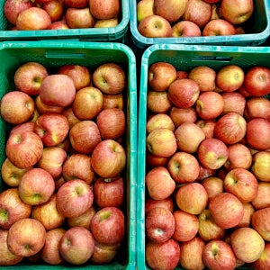 의성 경산 문경 영천 안동 경북 꿀사과 부사 10kg 5kg 3kg 흠집 못난이 가정용