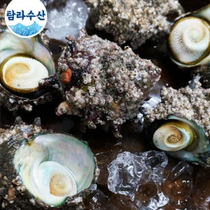 [산지직송] 해녀가 채취한 소라/ 뿔소라 1kg