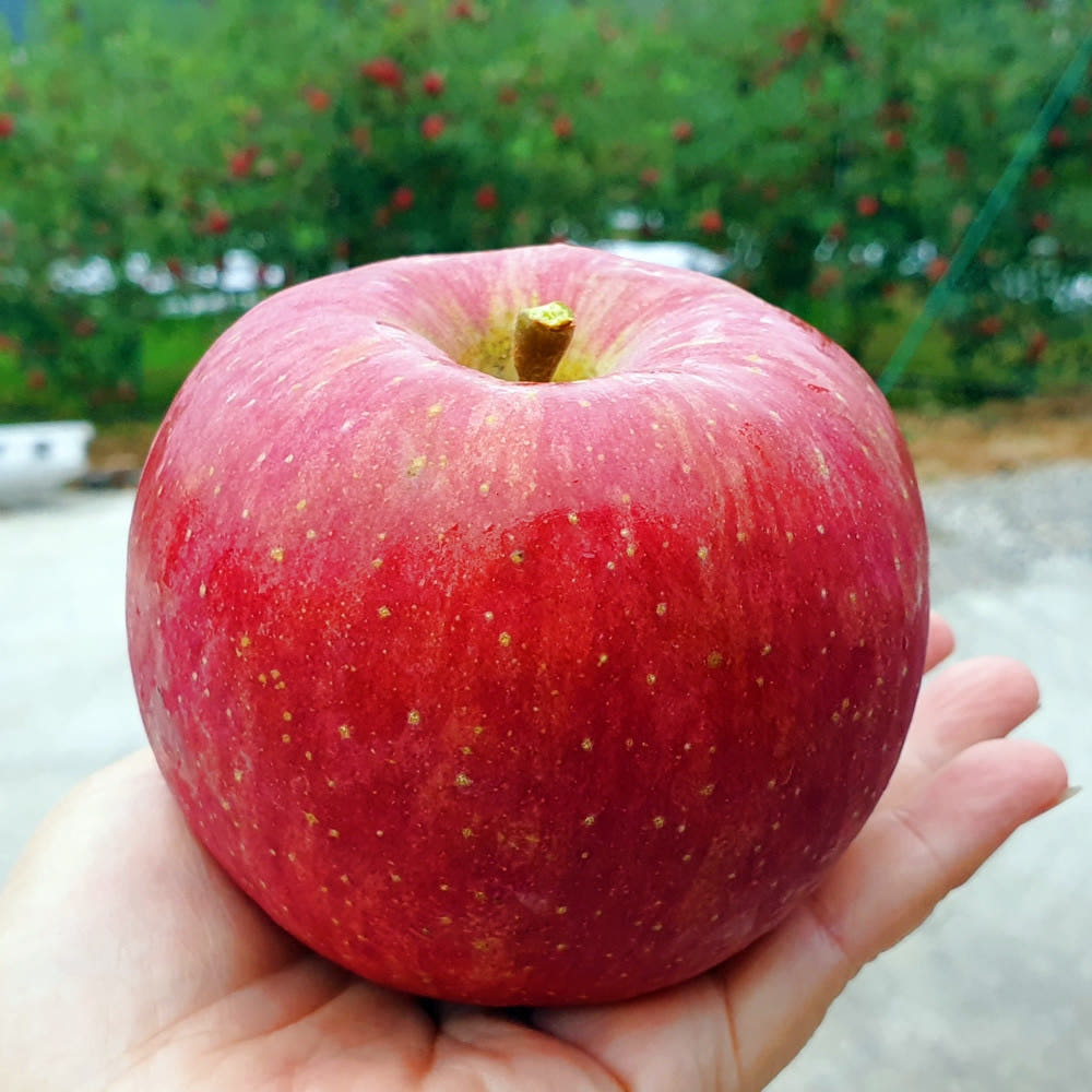안동 부사 3kg 5kg 사과 선물세트 홍로 아리수 아오리 썸머킹 가정용 흠사과 제수용 선물용 유명한곳 여름 초록 풋 청사과 햇사과 꿀사과 낙과 보조개 쥬스용 과일 경북