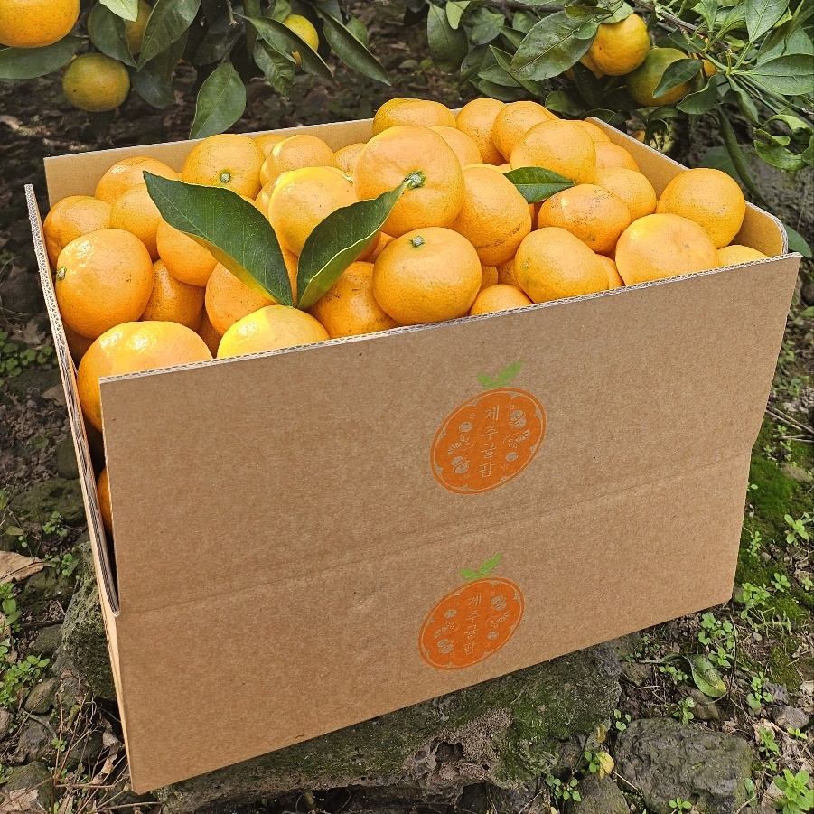 제주감귤 황금향 가정용 선물세트 조생귤 밀감3kg 5kg 10kg