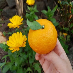 제주 고당도 카라향 가정용 선물용 3kg 5kg