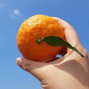 제주귤팜 고당도 카라향 가정용 선물용 3kg 5kg