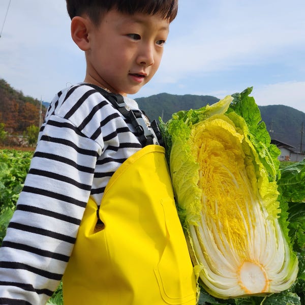 강원도 영월 고랭지 하이베타(베타카로틴고함유) 기능성 절임배추 20kg