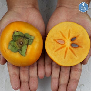 아삭아삭 햇 단감 부유 차량 상서