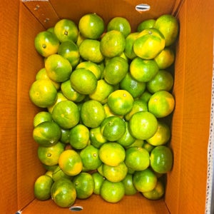 극조생 조생 노지감귤 3kg 5kg 10kg 제주 산지직송