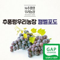 GAP 고랭지 영동 추풍령 포도 박피안넣은 자연그대로의 캠벨포도 까만포도