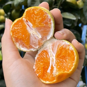 제주 서귀포 하우스 감귤 노지 타이벡 밀감 조생 귤 황금향 한라봉 레드향 기정용 선물세트 2kg 3kg 5kg 10kg