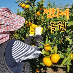 제주 산지직송 프리미엄 극조생 감귤 효돈 감귤 로얄과