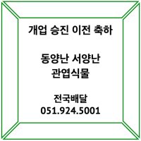 관엽식물 동양난 서양난 전국 화분 배달