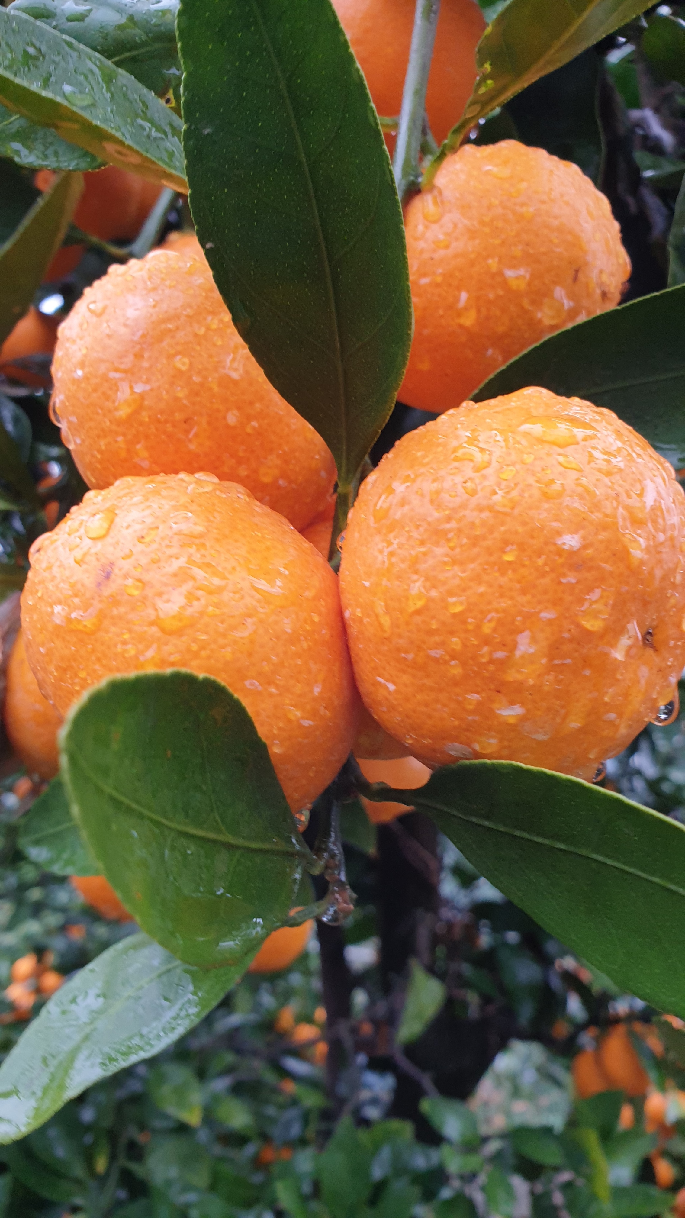 제주감귤 조생 귤 5kg , 9kg(혼합과)