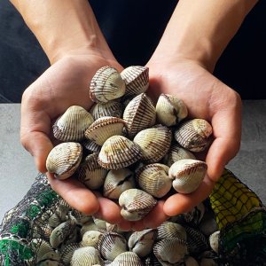 외할머니 벌교 꼬막무침 170g 2팩+2팩 산지생산 청정 살꼬막