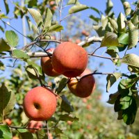 사과 가격 청송 시골 정원