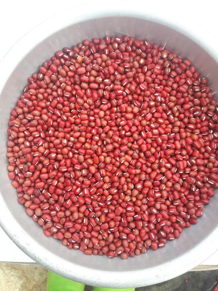 전라북도 고창 2025년 햇 적두팥/고급앵두팥/서리태/백태/약콩/수수/기장/찹쌀/신동진햅쌀