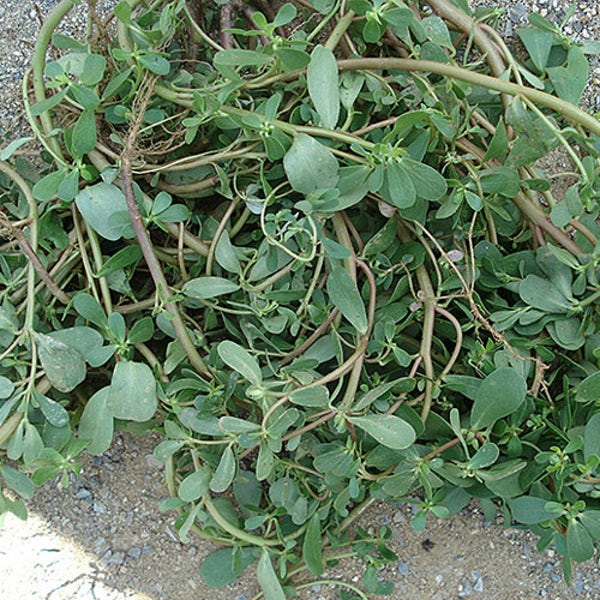 국산 쇠비름 생초 1kg