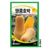 땅콩호박 10립 / 호박씨 호박씨앗