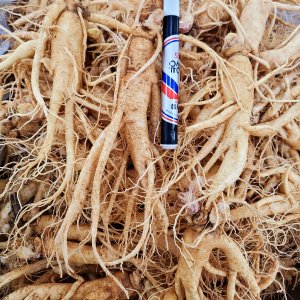 금산인삼수삼랜드 가정용 잔난발삼 믹서 750g 12뿌리내외 무료세척