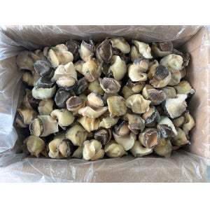 자숙 참소라살 10kg 벌크 도매 소라장 피뿔고둥살