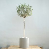 대형 올리브나무 빈티지그레이화분 olive tree