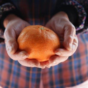 산지직송 제주 만감류 황금향 레드향 10kg