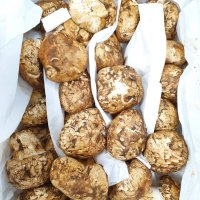 송이버섯 Fresh Matsutake