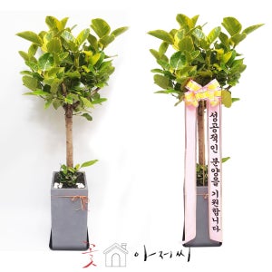뱅갈고무나무 개업화분