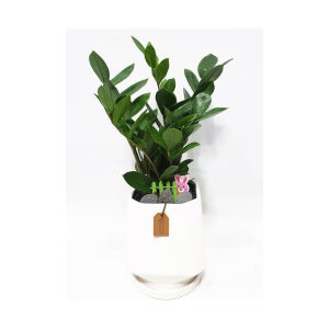 개업식 축하화분 배달