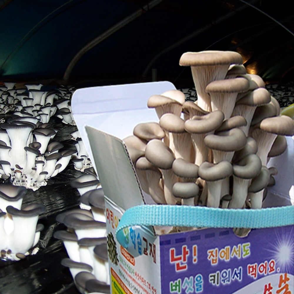 <b>버섯</b> 키우기 느타리 <b>노루궁뎅이</b> 녹각영지 키트 재배 배지 세트