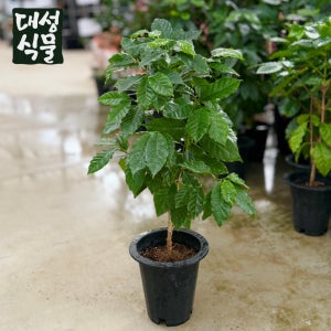 커피나무 (H60) 커피열매 하얀꽃 키우기쉬운 실내 공기정화식물 대성식물