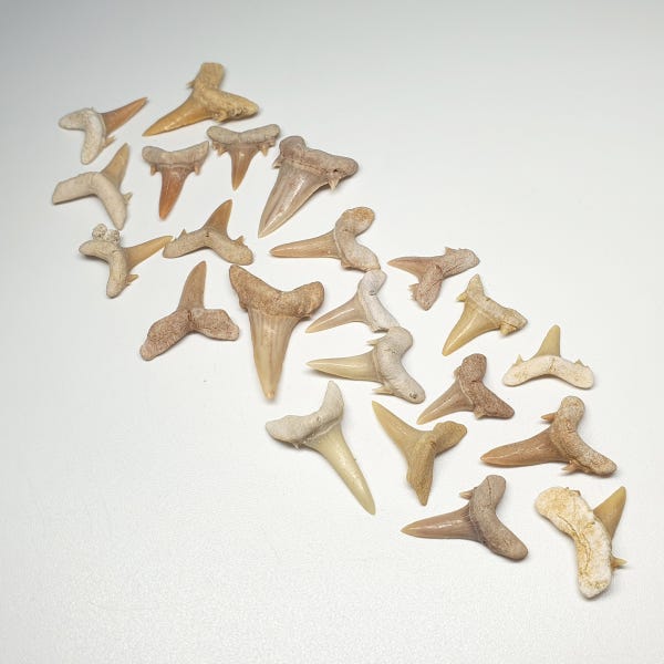 진품 상어이빨 화석 Fossil Shark teeth