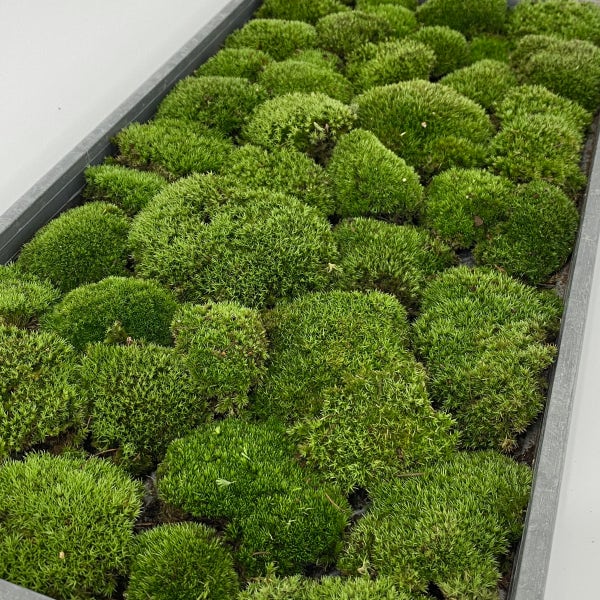 비단이끼 1판 생 이끼 30x60cm(대량) 테라리움 가는흰털 키우기 미니분경