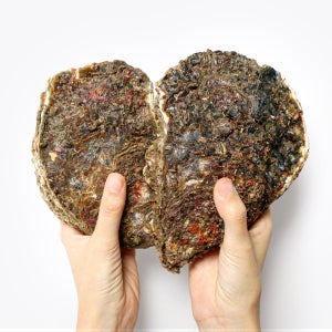 자연산 바위굴 3kg 5kg 손질 바위굴 400g 깐 굴