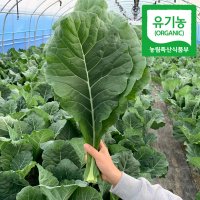 유기농 케일 즙용 2kg 3kg 4kg 신선초 (당일수확 산지직송)