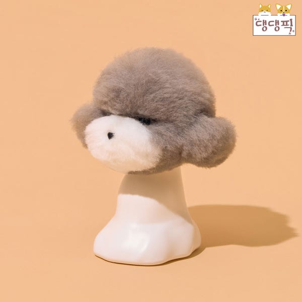 댕댕픽 애견미용 강아지 푸들 얼굴 위그털 도그위그 시험 자격증