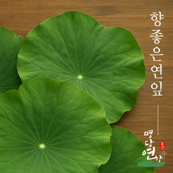 명당연향 연잎밥용 생연잎 1kg, 2kg 부안군 생산품